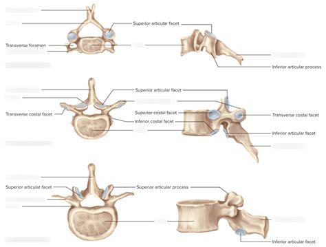 Uga Ap 2200 Cervical Thoracic And Lumbar Vertebrae Diagram Quizlet