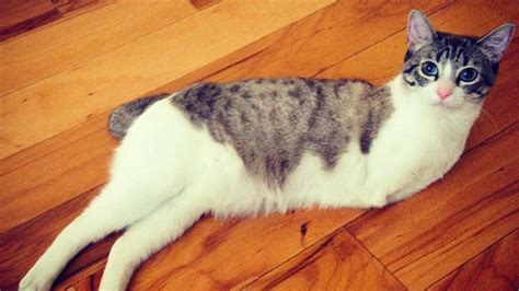 Meet Instagrams Favorite Two Legged Cat Mental Floss