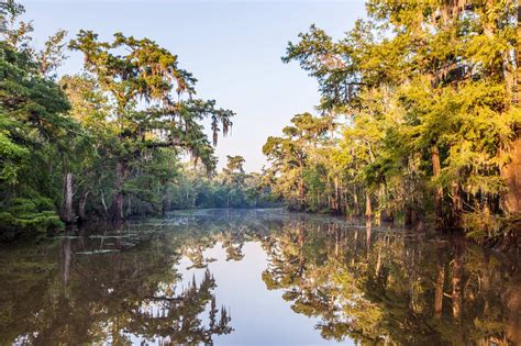 Swamp Sabine River