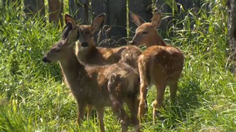 Calgary Wildlife Rehabilitation Society Competes For Donation Dollars