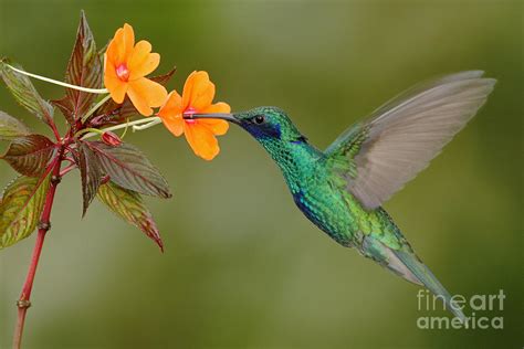 Green And Blue Hummingbird Sparkling Photograph By Ondrej Prosicky Pixels