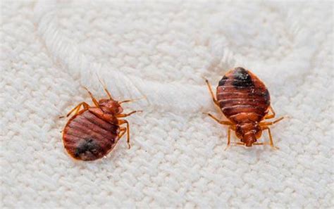 Controlling The Menace Bed Bugs With The Best Bed Bugs Pest Control In