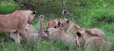 Pride Of Lions Gang Up And Kill Lone Leopard Watch Video Yardhype