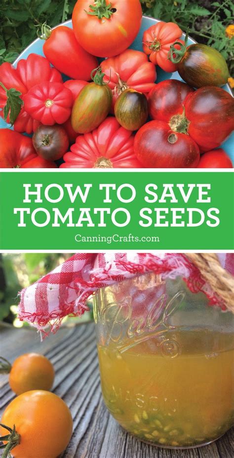 How To Save Tomato Seeds Tomato Seeds Saving Tomato