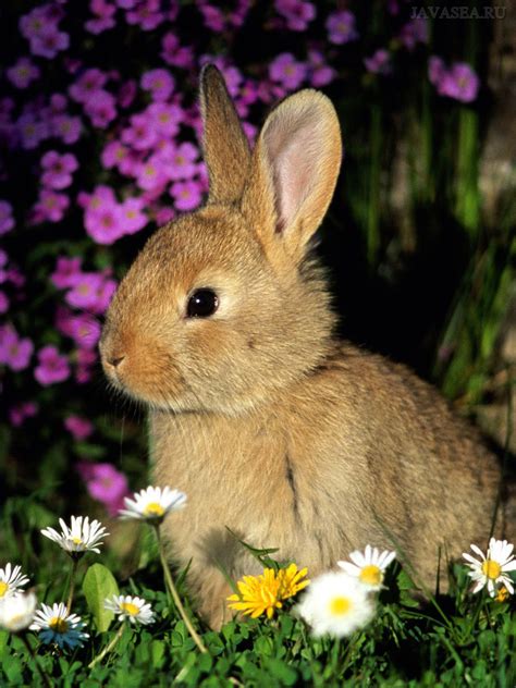 Скачать картинку Кролик в цветах бесплатно