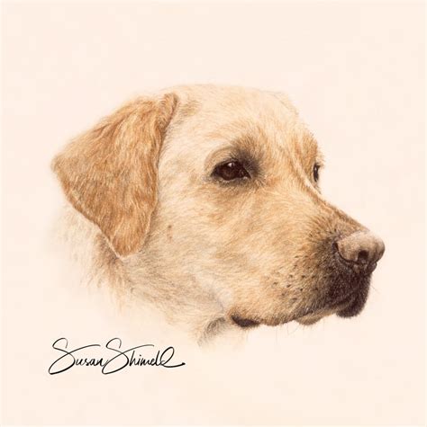 Labrador Retriever Art Pet Portrait Artist Susan Shimeld