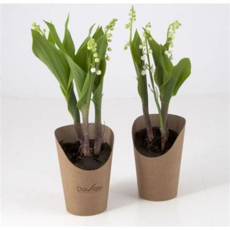 We did not find results for: Plant personnalisé de muguet en pot | Plants | Végétaux ...