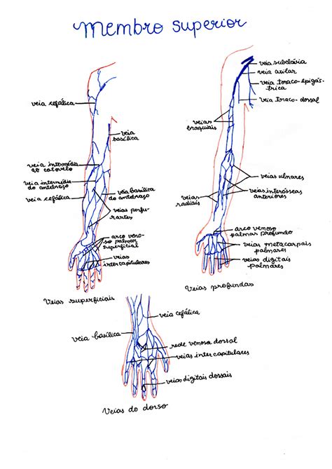 Veias Membro Superior E Membro Inferior Anatomia I