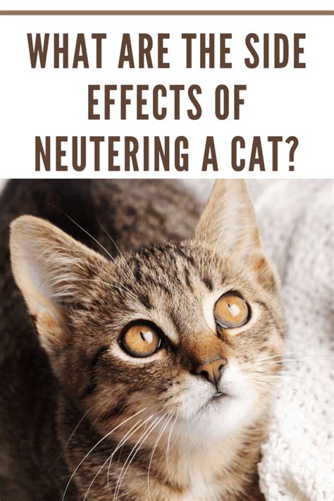 What Are The Side Effects Of Neutering A Cat Mommys Memorandum