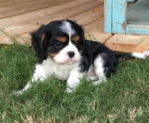 Come with current vaccinations, current deworming, microchip, 1 year health. Cavalier King Charles Spaniel Puppies For Sale ...