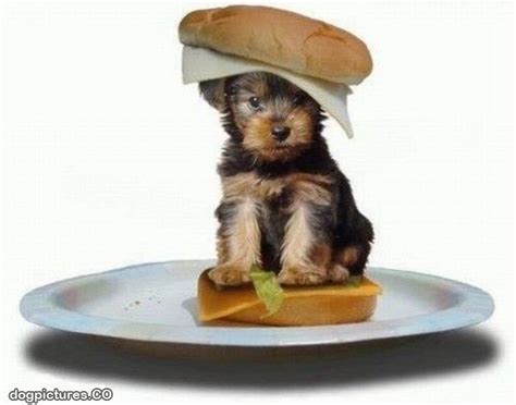 Puppy Sandwich Dog Pictures