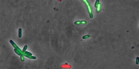 Programmed Bacterial Cell Death Max Planck Institut Für Medizinische