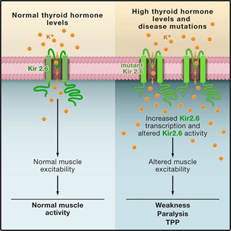 Mutations In Potassium Channel Kir26 Cause Susceptibility To