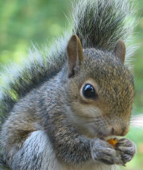 The best ways to prevent squirrels from climbing your trees the tin foil method this method involves wrapping a strong sheet of tin or aluminum around the tree. Fruit and nut trees: How to stop squirrels from eating all ...