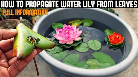Mar 12, 2018 · see what pellet feeding and a high numbers of minnows can do to produce growth of newly stocked bluegill in a new pond habitat. How To Grow Water Lily From Leaf ( WITH UPDATES ...