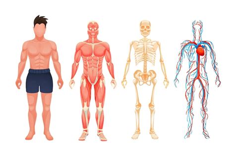 Anatomia do corpo humano homem esquema visual sistema circulatório