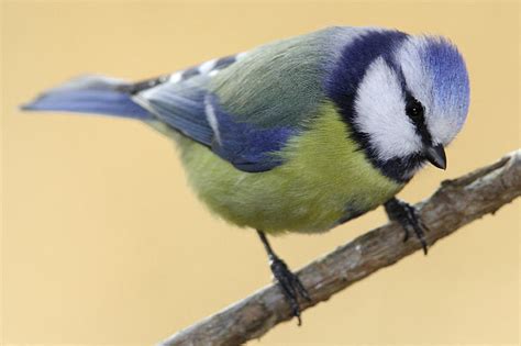 Denken sie im winter auch. Vögel und Vogelschutz - NABU