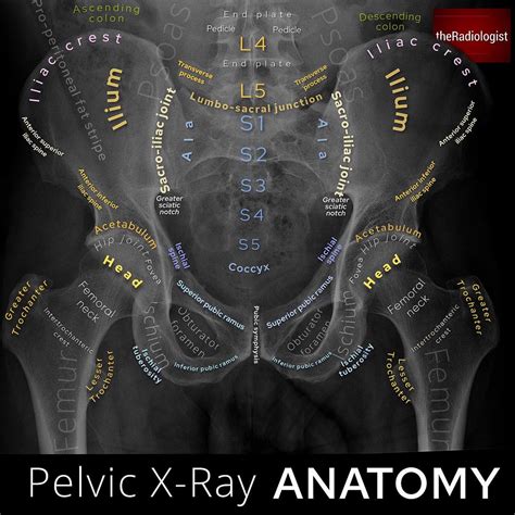 Pelvis Anatomy Xray