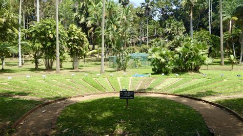 Royal Botanical Gardens Peradeniya Janets Journal