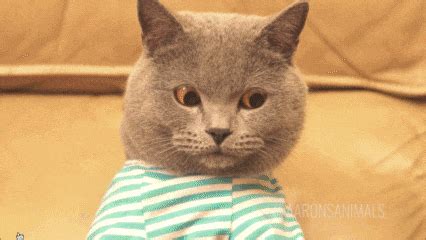 Check spelling or type a new query. Typing cat katze kater GIF on GIFER - by Megal