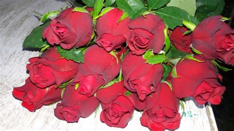 Fresh Dutch Rose Flower At Best Price In Hosur By Indo Euro Exports And