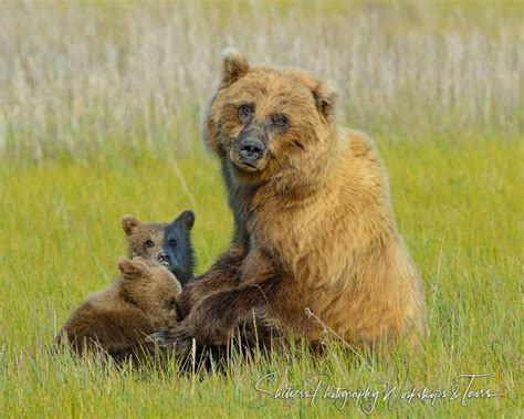 Mother Grizzly And Cubs Shetzers Photography