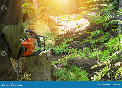 A Woodcutter Saws A Dry Tree For Firewood With A Chainsaw Man Is
