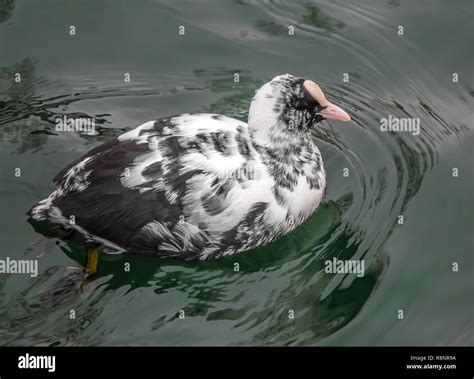 Partial Leucism Bird Hi Res Stock Photography And Images Alamy