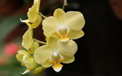 Yellow Orchids Wallpaper 1920x1200 32601