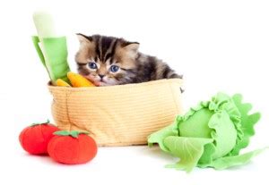 Can my cat eat that? Fruits, Veggies, and Nuts That Cats CAN Eat! - PetFoodia ...