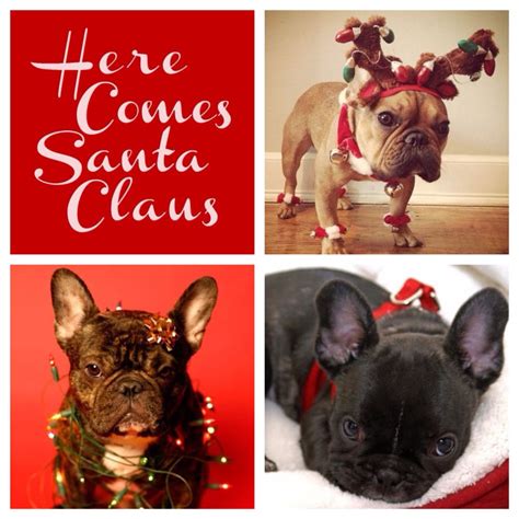 The most common french bulldog gifts material is ceramic. 'Here Comes Santa Claus', French Bulldogs for Christmas ...