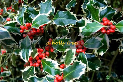 Exploring The History And Uses Of The Holly Tree Shuncy