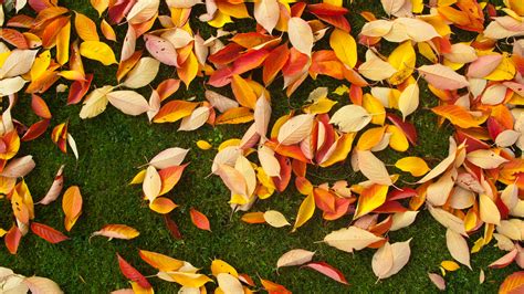 2560x1440 2560x1440 Leaves Field Outdoors Leafe Png Images Fall Grass Autumn Nature