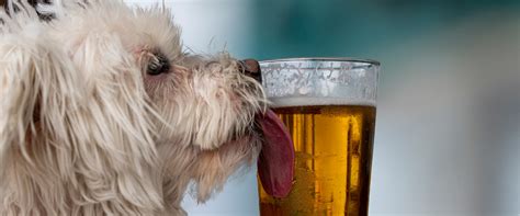 Does Dog Beer Get Dogs Drunk And What Is Dog Beer Anyway