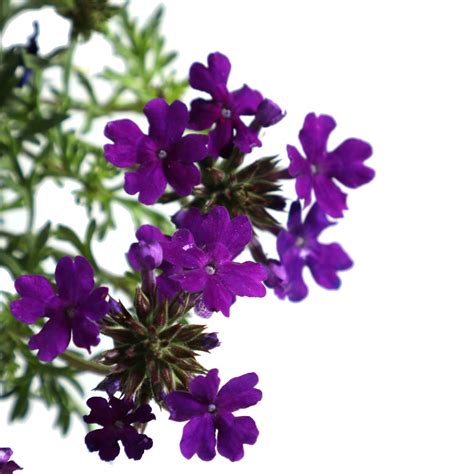 Photos and description of the variety/species verbena tapien salmon on the global flowers. Blue Violet Tapien Verbena - Landscape Plant Source : Landscape Plant Source