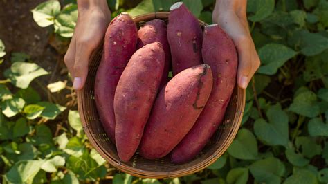 Sweet Potatoes Vs Yams Whats The Difference