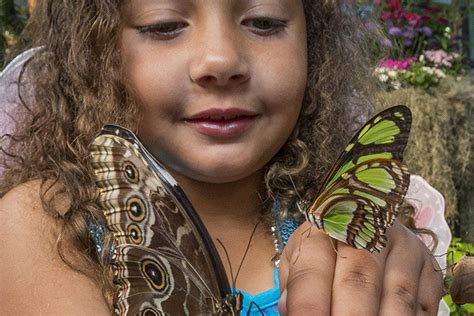 Butterfly Jungle Returns To San Diego Zoo Safari Park