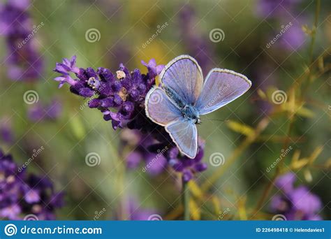 Poliommatus Icarus Foto De Stock Imagem De Fundo Flor