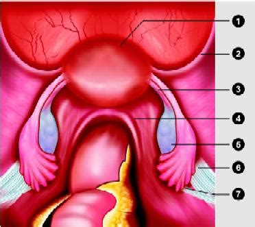 Functional anatomy of the male pelvic floor online course: Technique of Performing Diagnostic Laparoscopy