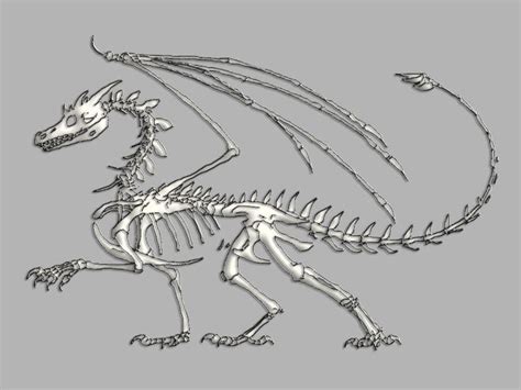 Skeleton Drawings Animal Skeletons Dragon Skeleton