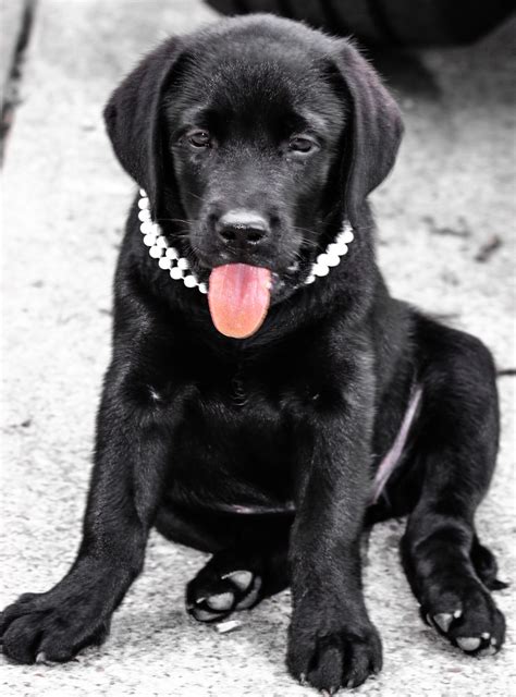 Black Lab Puppy 8 Weeks How Stinking Cute Is She With Her Pearls