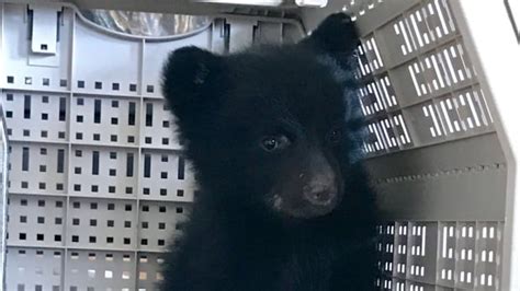 Rescued bear cub dies in accident at Vancouver Island wildlife rescue ...