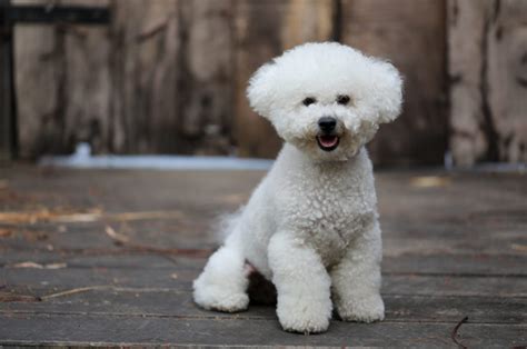 10 Best Bichon Frise Rescues For Adoption