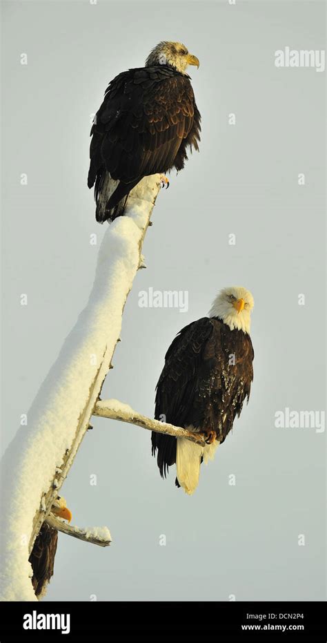 Bald Eagle Pair Stock Photo Alamy