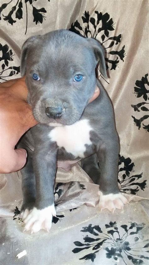 There are many good brands of puppy food out there and we currently feed taste of the wild, but find a puppy food that works best for your. American Pit Bull Terrier Puppies For Sale | Colorado ...