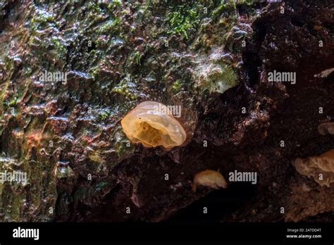 Fungi Palm Grove Forest Stock Photo Alamy