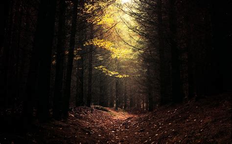 Nature Landscape Dark Forest Daylight Path Trees Leaves