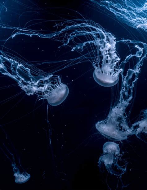 200 Jellyfish Wallpapers