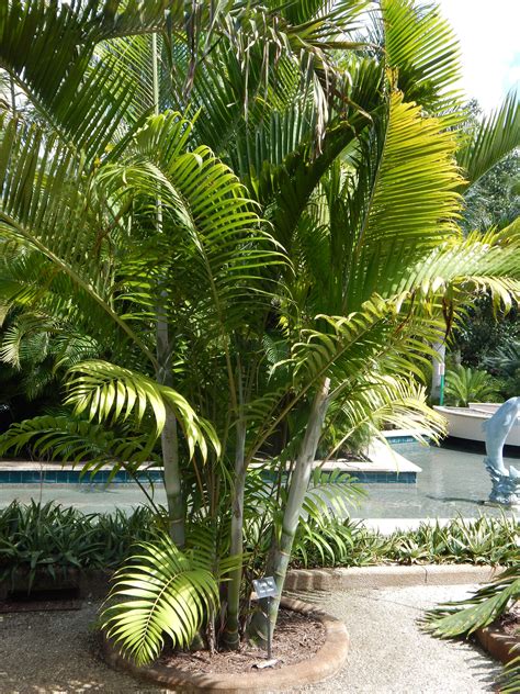 Dypsis cabadae | Palm trees landscaping, Palm trees, Tropical plants
