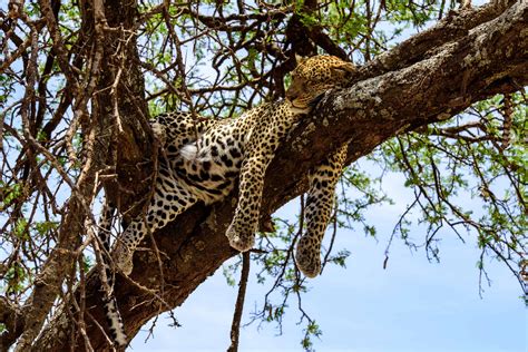 Sleeping Leopard On A Tree In Serengeti Monika Salzmann Travel
